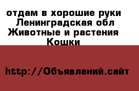 отдам в хорошие руки - Ленинградская обл. Животные и растения » Кошки   